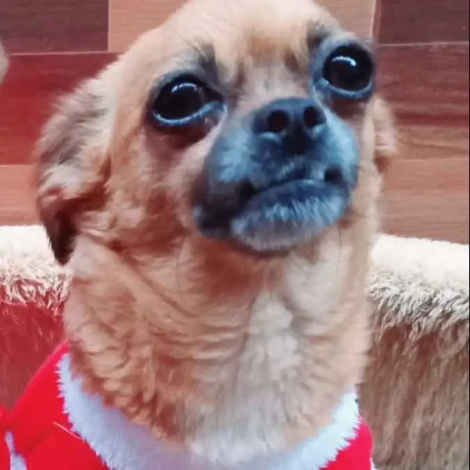 Anuncio: se busca perrita perdida