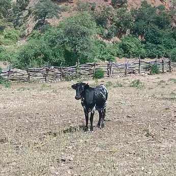 Anuncio: atención atención – aviso de ganado