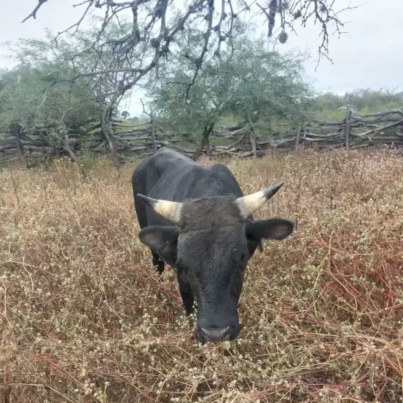 Anuncio: esta detenido un toro