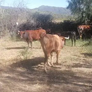 en la comunidad de calamina se encuentra un toro negro