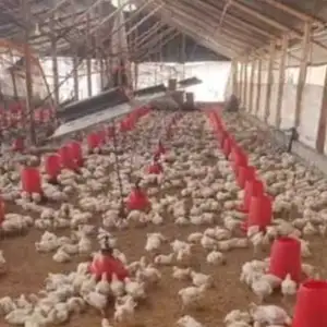 guano de pollo en venta