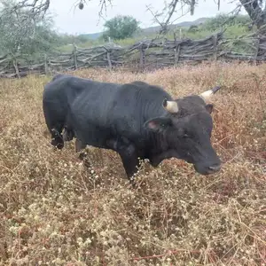 aviso de ganado agarrado
