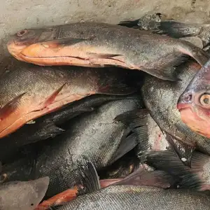 venta de pescado