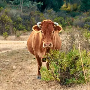 un buey esta detenido en kjocha loma