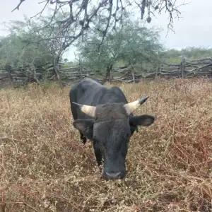 esta detenido un toro