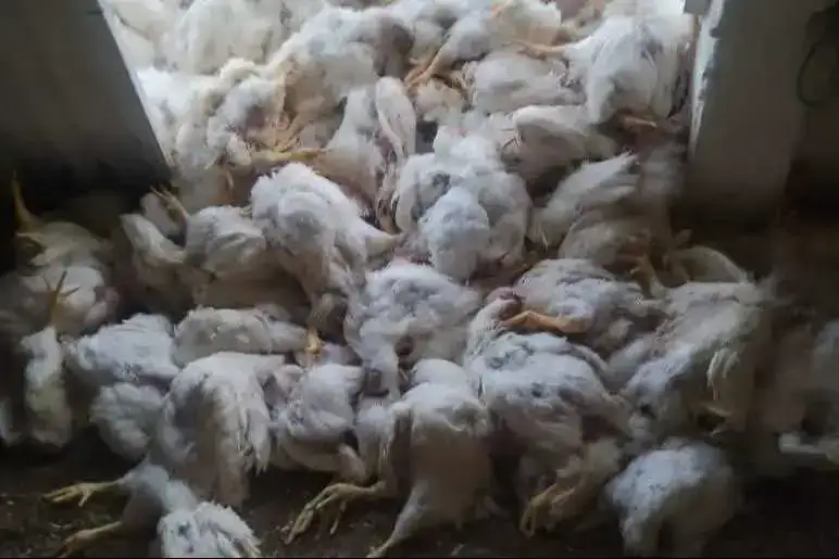 Portada: ¡tragedia avícola! más de medio millón de aves muertas y un millón de huevos perdidos por bloqueos