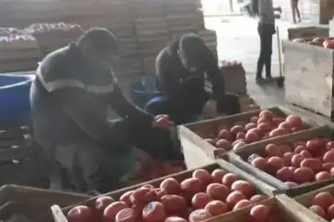 Portada: tomate de saipina y comarapa llega a cochabamba tras varios días de bloqueo; productores reportan fuertes pérdidas