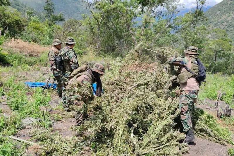 Portada: felcn destruye más de tres toneladas de marihuana en operativo antidrogas cerca de aiquile