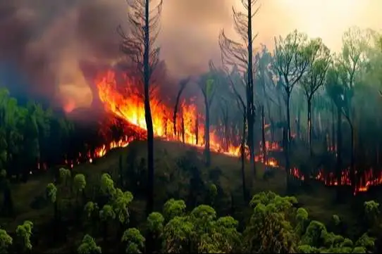 Portada: incendio de gran magnitud devora los bosques de pino de totora k'asa y genera alarma por el impacto ambiental