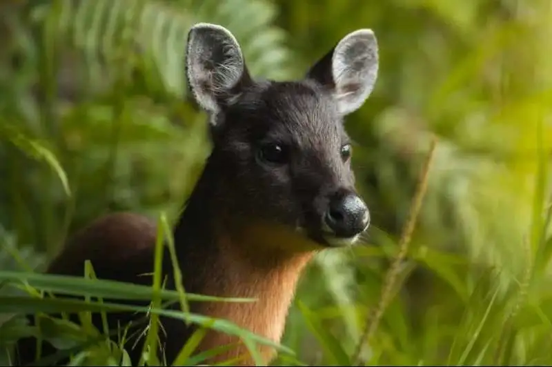 Portada: bolivia descubre dos nuevos mamíferos endémicos y alcanza 21 especies únicas en el mundo
