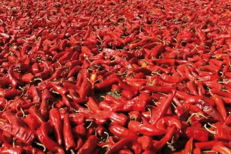 Portada: dos tradiciones alimentarias de bolivia son incorporadas al food atlas de la unesco
