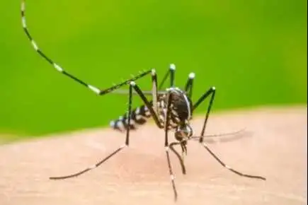 Portada: aiquile refuerza la prevención del dengue con acciones de concientización en la comunidad educativa