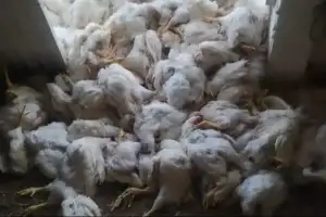 ¡tragedia avícola! más de medio millón de aves muertas y un millón de huevos perdidos por bloqueos