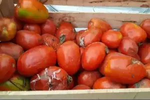 cosechas en riesgo en omereque: bloqueos impiden sacar tomate, cebolla y pimenton hacia cochabamba