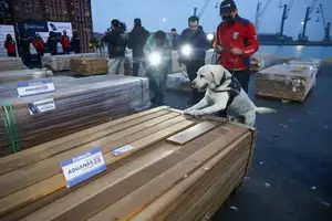investigación en chile revela envíos de droga impregnada en madera: el negocio ilícito que mueve toneladas hacia mercados internacionales
