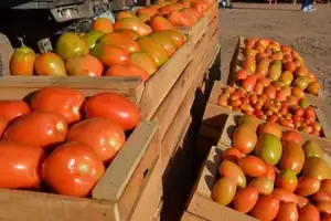 el tomate baja de 500 a 150 bolivianos la caja tras el ingreso de nuevos cargamentos al mercado santa bárbara, cochabamba