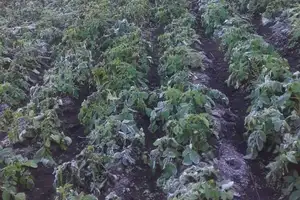 helada golpea a los valles cruceños y enciende la alarma en el sector productivo