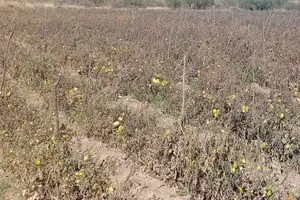 heladas golpean a aiquile y productores activan el registro de daños 