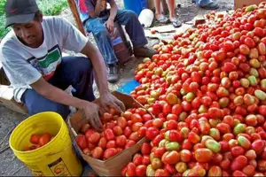 toneladas de tomate terminan en la basura por la falta de diésel: productores alertan por pérdidas y mayores precios
