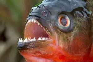 alerta en abapó y cabezas por presencia de pirañas en el río grande guapay