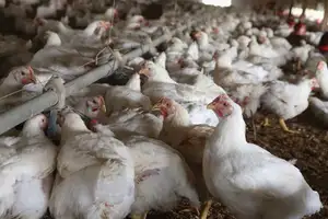 tragedia en pocona: más de 100.000 pollos muertos por bloqueos – 2 millones de aves en riesgo y productores al borde del colapso